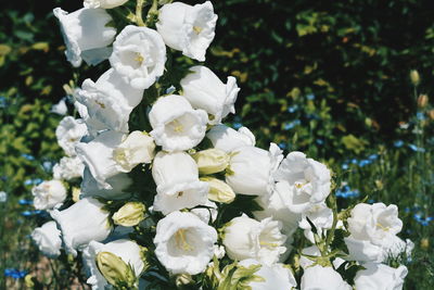 Close-up of white flowers