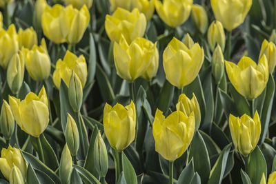 Close-up of yellow tulips on field