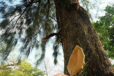 Low angle view of trees in forest