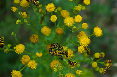Close-up of bee pollinating on yellow flower
