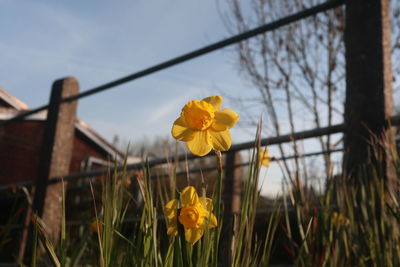 Close-up of yellow flowering plant on field