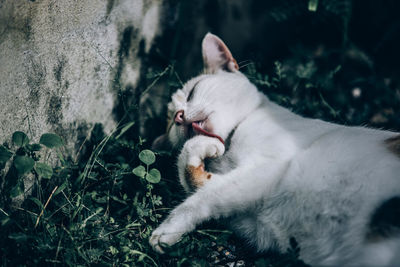 Cat relaxing on a plant