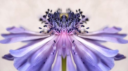 Close-up of purple flowering plant