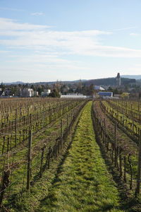 Scenic view of vineyard against sky