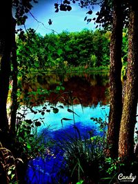 Reflection of trees in lake