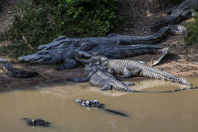 View of a reptile in the sea