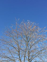 Low angle view of tree against clear sky