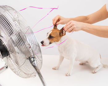 Low section of person with puppy against white background