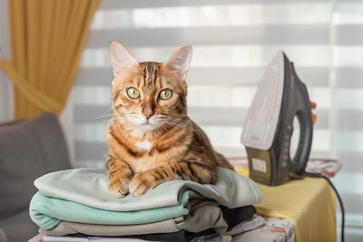 Domestic bengal cat, iron and stack of clean linen on the ironing board in the room.