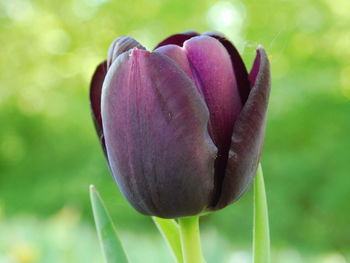 Close-up of pink flower bud