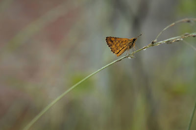 Butterfly on leaf