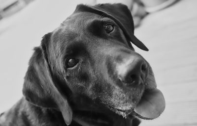 Close-up portrait of dog looking away