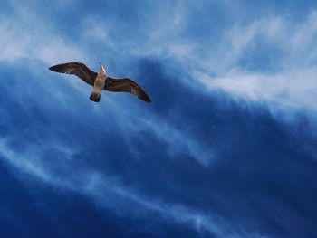 Low angle view of seagull flying in sky