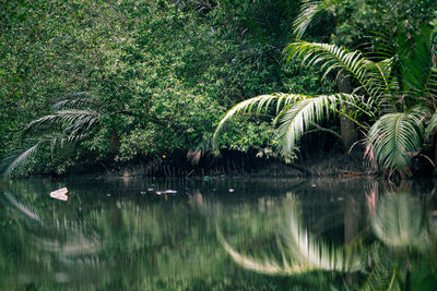 Scenic view of lake in forest