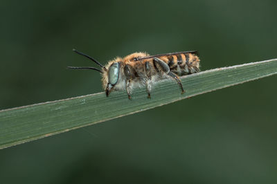 Close-up of butterfly on leaf