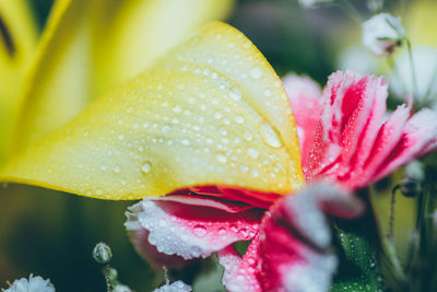 Close-up of pink flowers