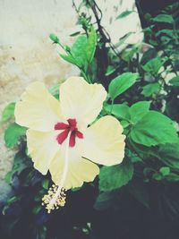 Close-up of yellow hibiscus blooming outdoors