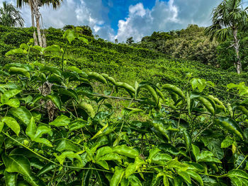 Passion fruit plants growing on land against sky