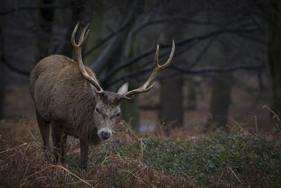 Close-up of lizard on field