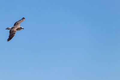 Low angle view of seagull flying