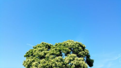 Low angle view of tree against blue sky