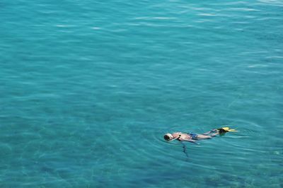 High angle view of ducks swimming in sea
