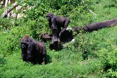 Monkeys in a garden