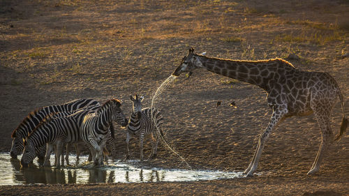 View of a drinking water