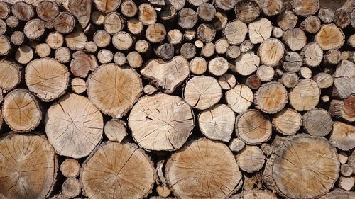 Full frame shot of logs in forest