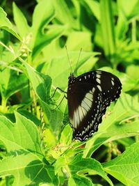 Butterfly on leaf