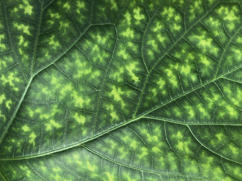 Full frame shot of plants