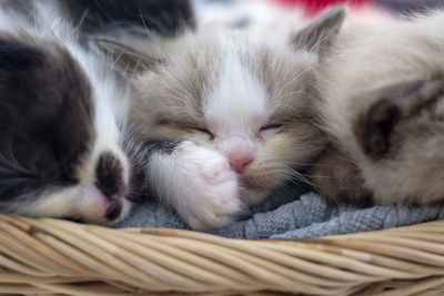 Close-up of kitten sleeping in basket