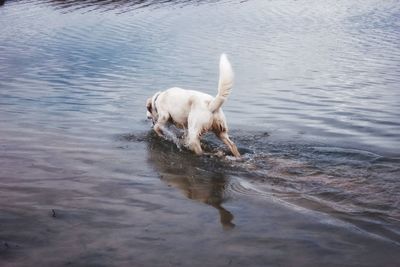 Dog in water