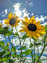 Close-up of fresh sunflower against sky