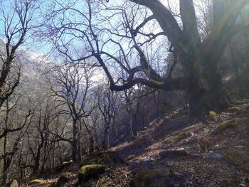 Bare trees in forest