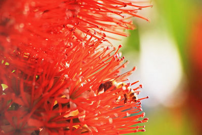 Close-up of red flowering plant