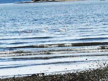 View of seagulls on beach