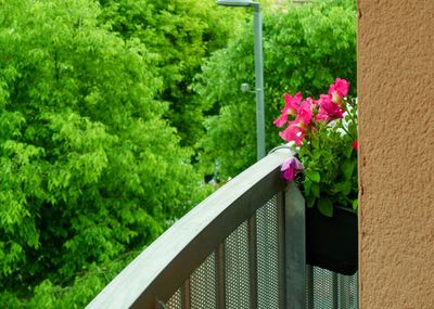 Close-up of pink rose flower on railing