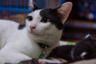 Close-up portrait of a cat