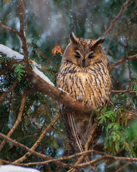Owl perching on tree