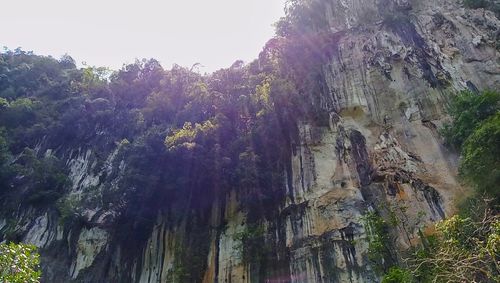 Low angle view of trees on mountain