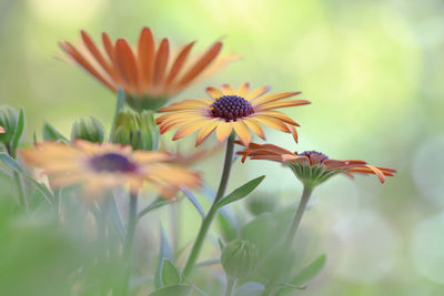 Close-up of flowering plant