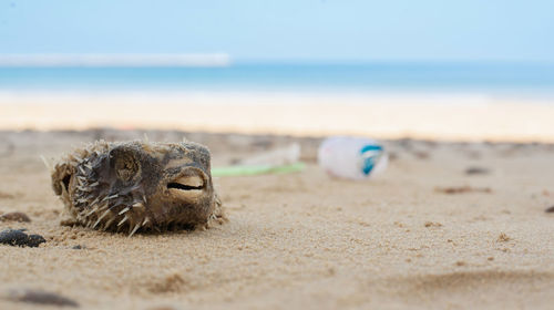 Close-up of a turtle on beach