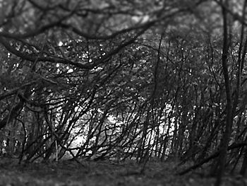 Close-up of bare tree branches