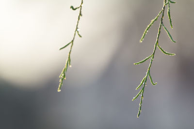 Close-up of plant growing outdoors