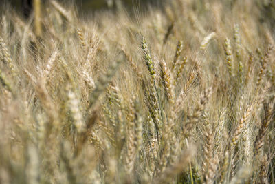 Close-up of wheat field