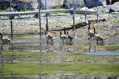 Flock of birds in lake