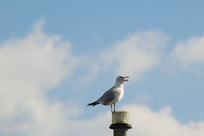 Low angle view of seagull perching on pole against sky