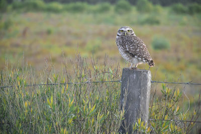 Bird perching on wooden post