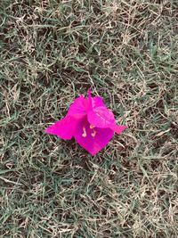 High angle view of pink flower on field